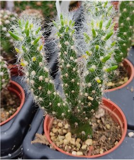 Austrocylindropuntia weingartiana WG296