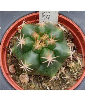Matucana paucicostata GC 1171.03 (Y)
