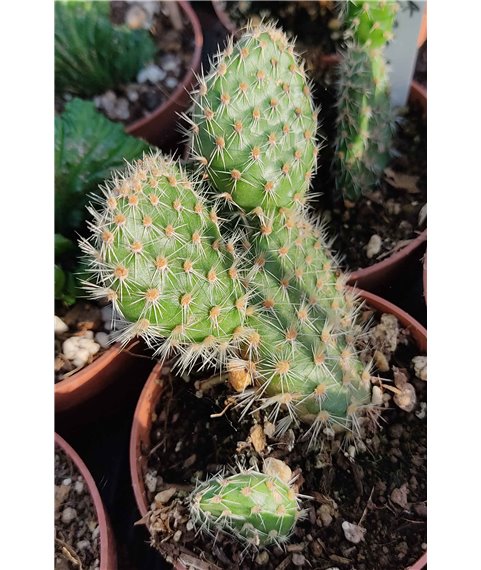 Airampoa multiareolata