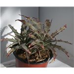 BROMELIADS