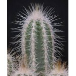 CEREUS