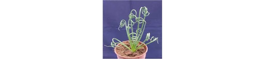 ALBUCA