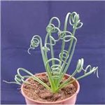 ALBUCA