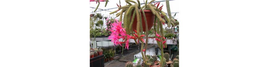 APOROCACTUS