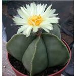 ASTROPHYTUM