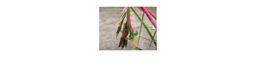 BILLBERGIA