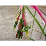 BILLBERGIA