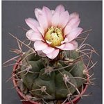GYMNOCALYCIUM