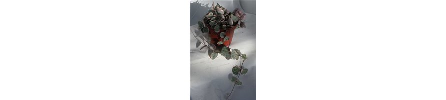 CEROPEGIA