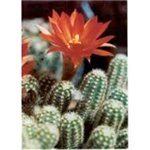 CHAMAECEREUS