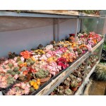REBUTIA