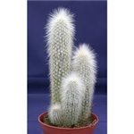 CLEISTOCACTUS