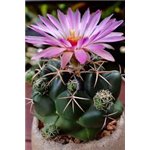 CORYPHANTHA