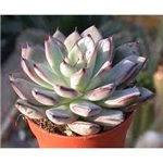 ECHEVERIA