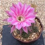 ECHINOPSIS