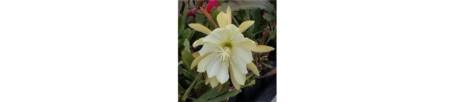 EPIPHYLLUM