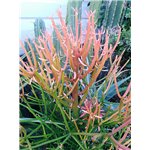 EUPHORBIA