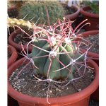 FEROCACTUS