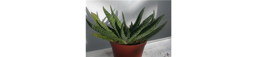GASTERIA