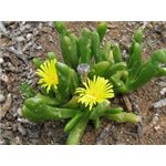 GLOTIPHYLLUM