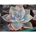 GRAPTOVERIA X