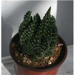 HAWORTHIA