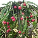HYLOCEREUS