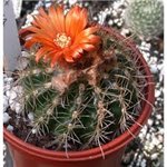 PARODIA