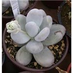 PACHYPHYTUM