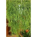 RHIPSALIS
