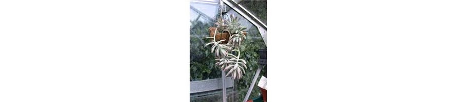 SEDUM X GRAPTOPETALUM