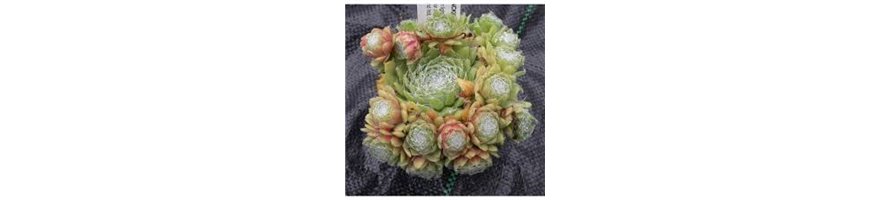 SEMPERVIVUM