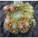 SEMPERVIVUM