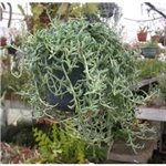 SENECIO