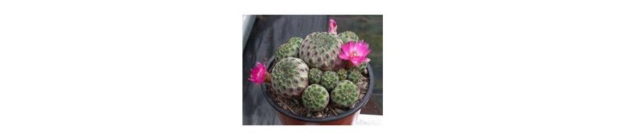 SULCOREBUTIA