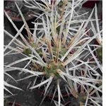 TEPHROCACTUS