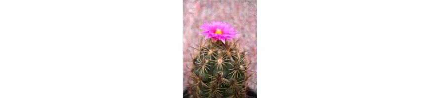 THELOCACTUS