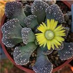 TITANOPSIS