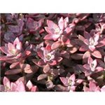 GRAPTOSEDUM X