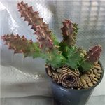 STAPELIADS
