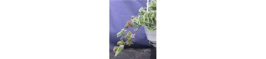 TRADESCANTIA