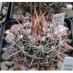 STENOCACTUS