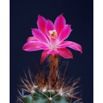 Matucana