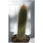 WEBERBAUROCEREUS
