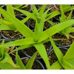 BULBINE
