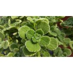COLEUS