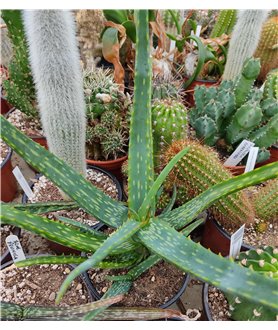 Aloe camperi 13cm pot