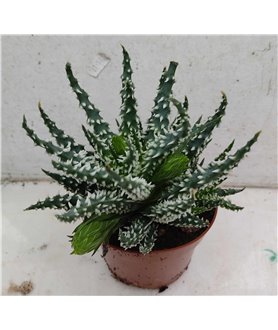 Aloe humilis Selected form 10cm