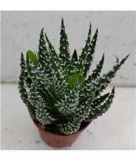 Aloe humilis Selected form 7cm