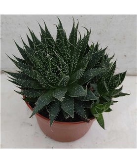 Aloe aristata 10cm